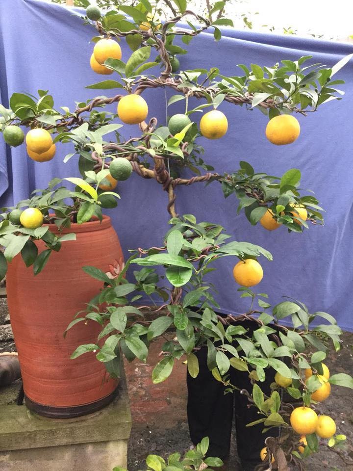 Phat sot chanh vang tu quy bonsai tien trieu choi Tet-Hinh-8