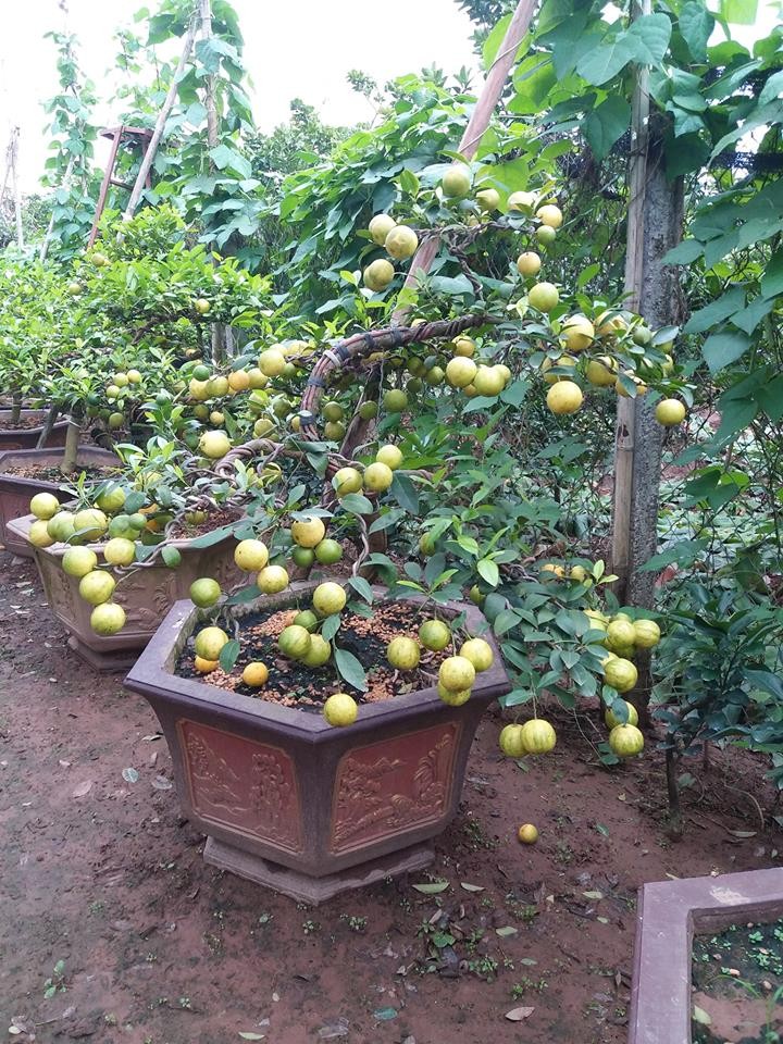 Phat sot chanh vang tu quy bonsai tien trieu choi Tet-Hinh-9