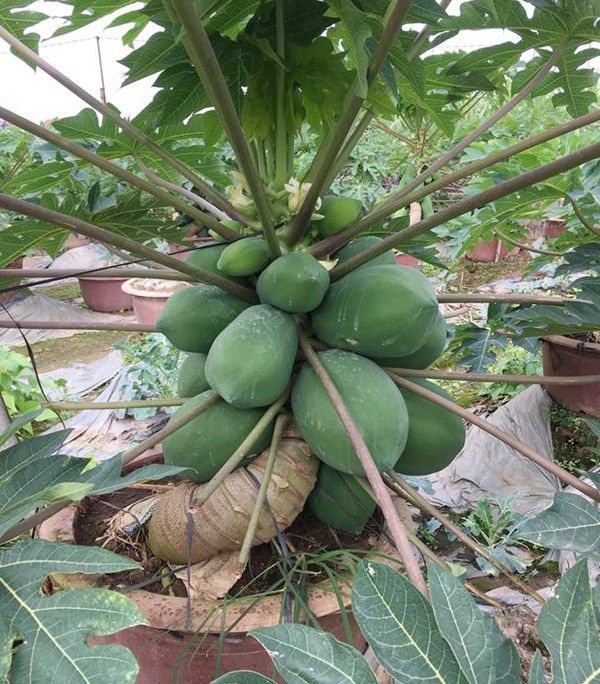 Du du bonsai dang sieu doc bung hang don Tet-Hinh-3