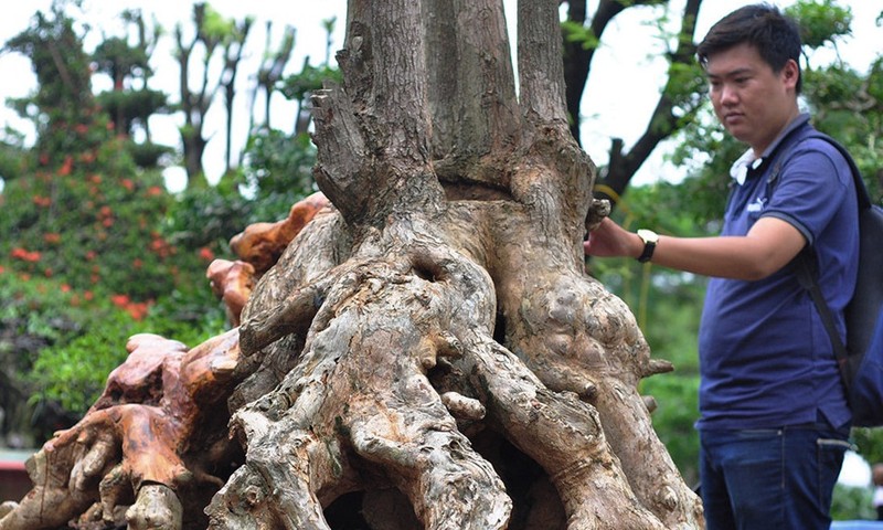 Man nhan loat vu sua bonsai kich doc chung Tet-Hinh-3