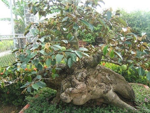 Man nhan loat vu sua bonsai kich doc chung Tet-Hinh-8