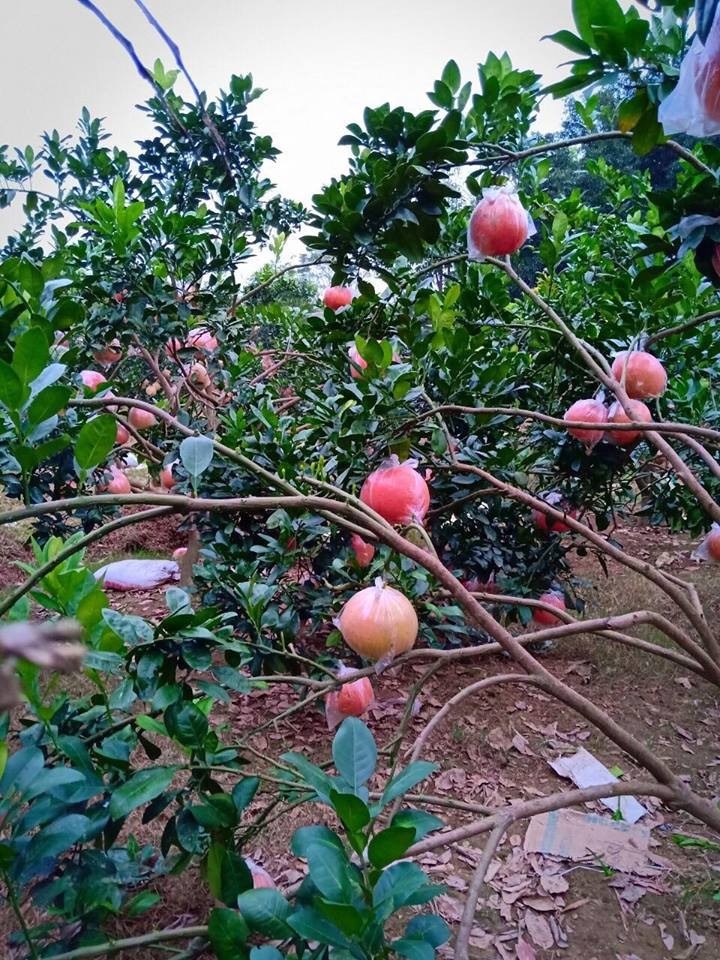 Nhung vuon buoi do tien vua 