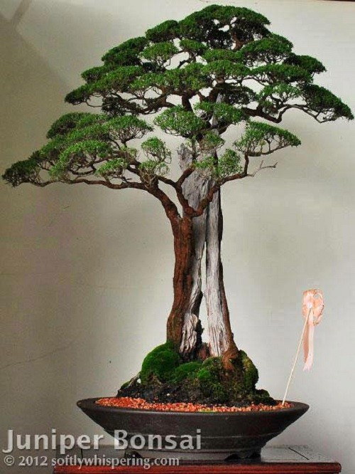 Man nhan loat tac pham kim sa tung bonsai dep kinh dien-Hinh-3