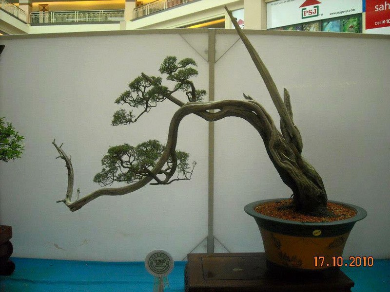 Mãn Nhãn Loạt Tác Phẩm Kim Sa Tùng Bonsai Đẹp Kinh Điển