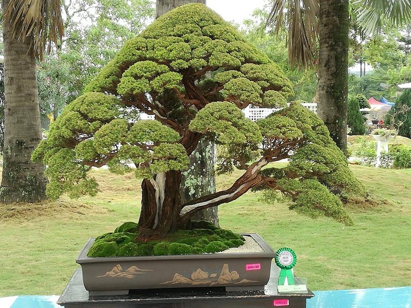 Man nhan loat tac pham kim sa tung bonsai dep kinh dien