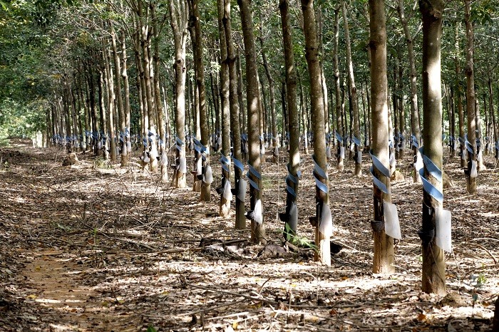 Gia cao su tang, hang nghin hecta cua bau Duc sap thu loi khung?-Hinh-3