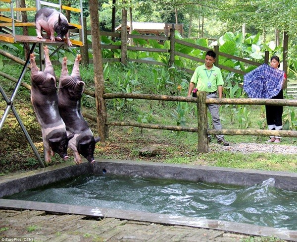 La ky resort, cao oc 7 tang sang chanh danh cho...heo-Hinh-4