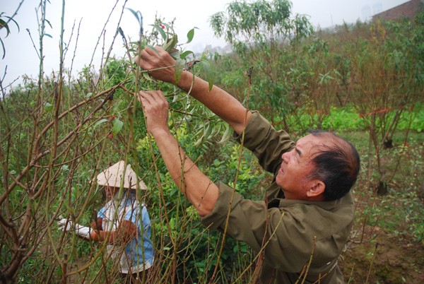 Het Tet roi, hoc cach trong lai dao choi Tet nam sau-Hinh-10