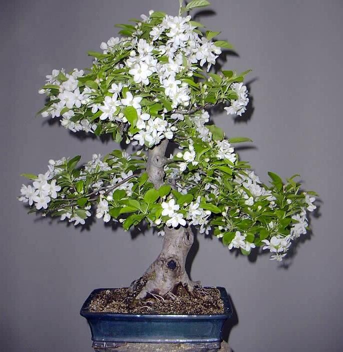 Man nhan ngam bach tuyet mai bonsai tuyet dep chung Tet-Hinh-9