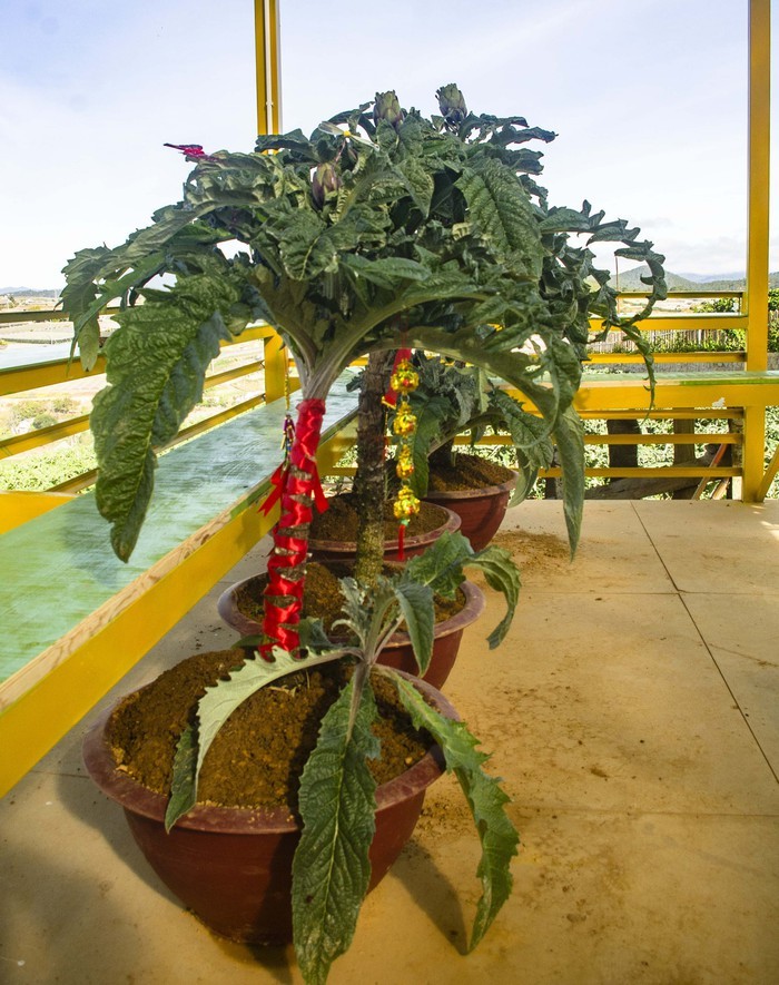 Loat rau cu duoc ho bien thanh bonsai 