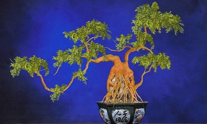 Loat rau cu duoc ho bien thanh bonsai 