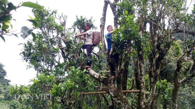 Len Sin Chai ngam loai cay “bat tu”