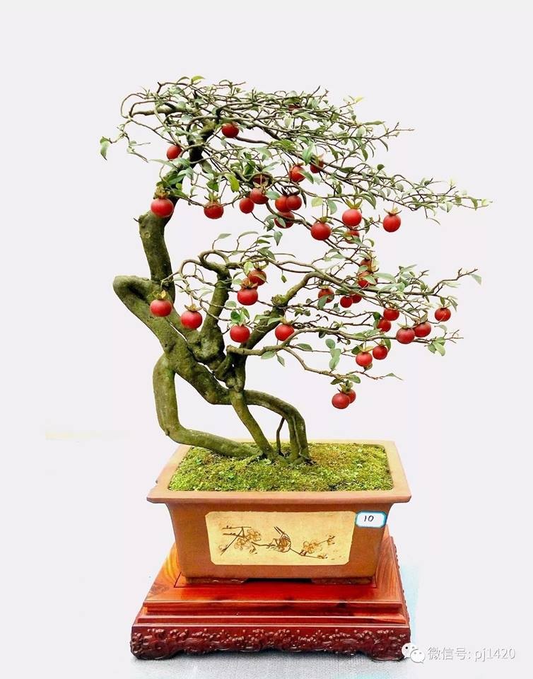 Man nhan loat bonsai co trai choi Tet cuc doc-Hinh-2