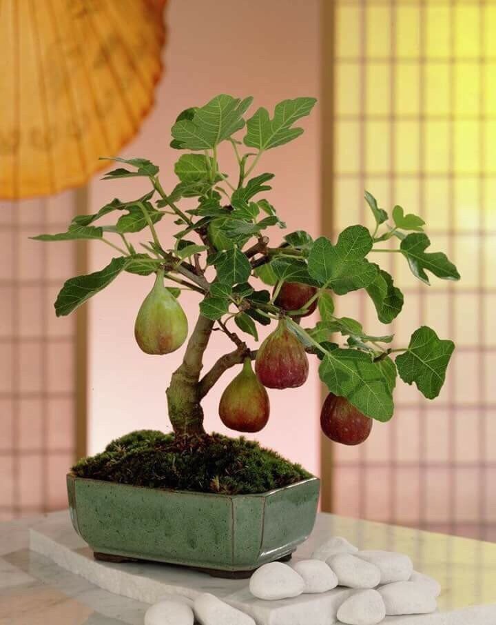Man nhan loat bonsai co trai choi Tet cuc doc-Hinh-6