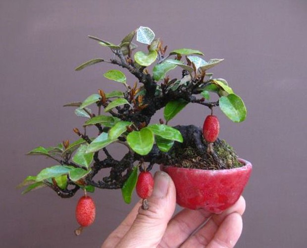 Man nhan loat bonsai co trai choi Tet cuc doc-Hinh-9