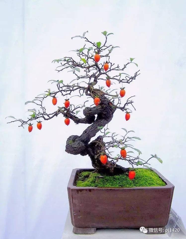 Man nhan loat bonsai co trai choi Tet cuc doc