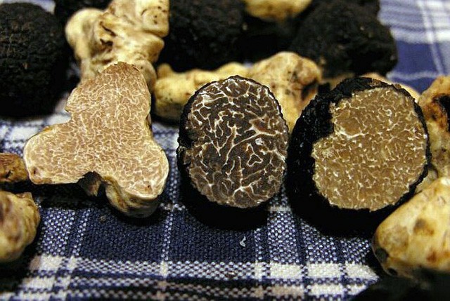 Gan ngong, nam truffle ong Trump 