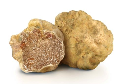 Gan ngong, nam truffle ong Trump 