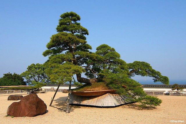 Chiem nguong loat cay bonsai nghin nam tuoi-Hinh-10