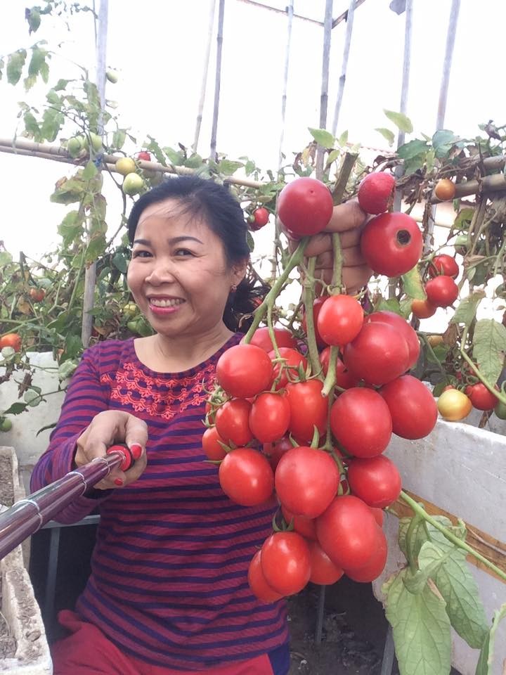 Ngay ngat nhung vuon ca chua triu qua tren san thuong-Hinh-12