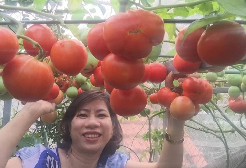 Ngay ngat nhung vuon ca chua triu qua tren san thuong