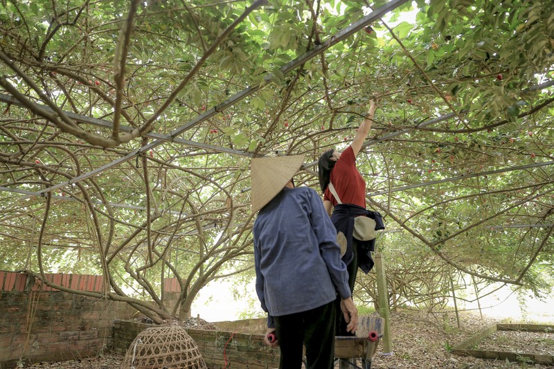 Nong dan ngoai thanh Ha Noi tat bat thu hoach nhot chin-Hinh-7