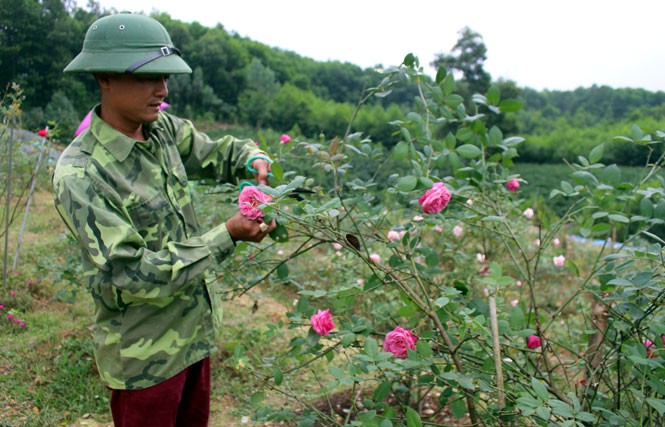 Loat vuon hong co “hai ra tien” o Viet Nam-Hinh-8