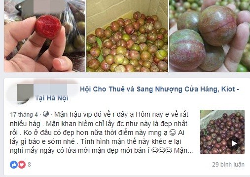 Man Moc Chau dau mua gia “chat” hut khach Ha thanh-Hinh-2