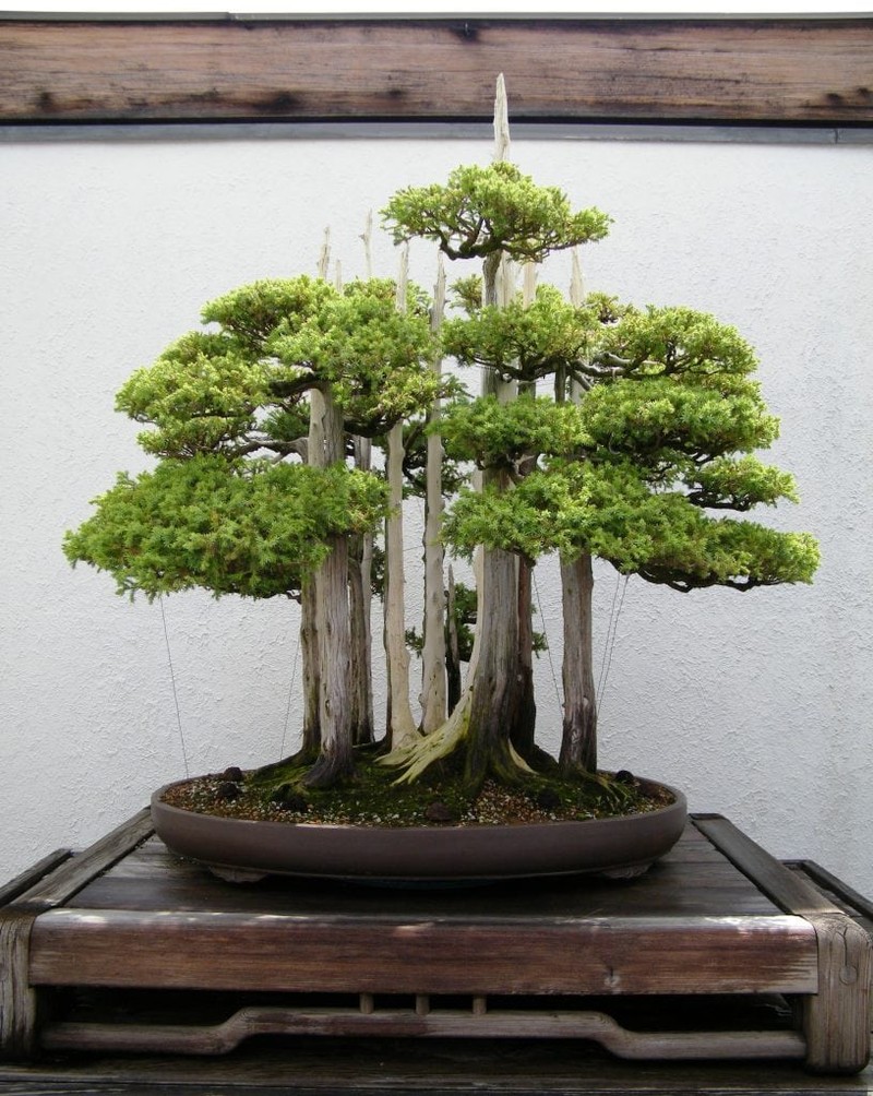 10 kiet tac bonsai dep hiem co, gia 