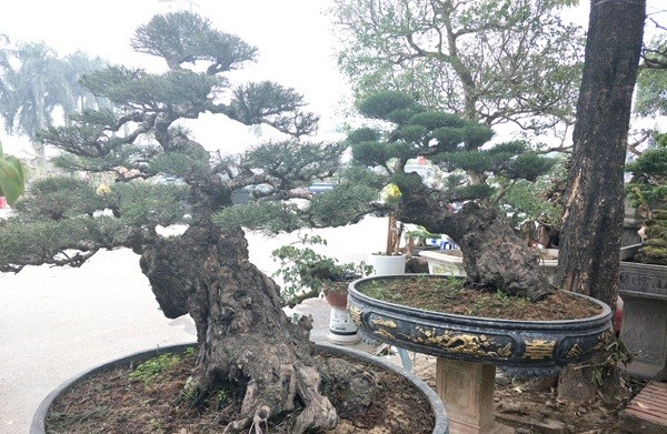 Me man loat bonsai phi lao la mat-Hinh-10