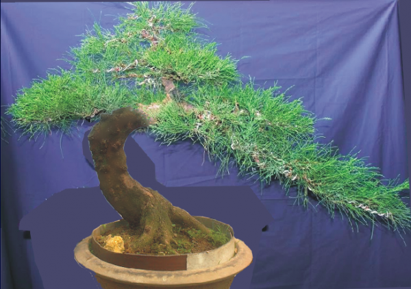 Me man loat bonsai phi lao la mat-Hinh-3