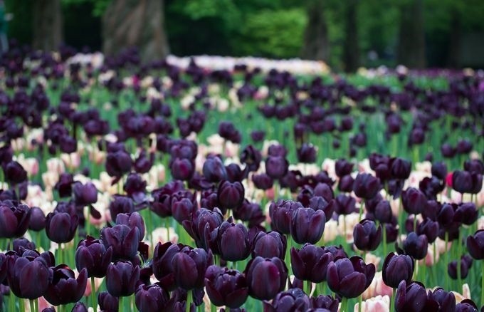 Vuon hoa tulip lon nhat the gioi 