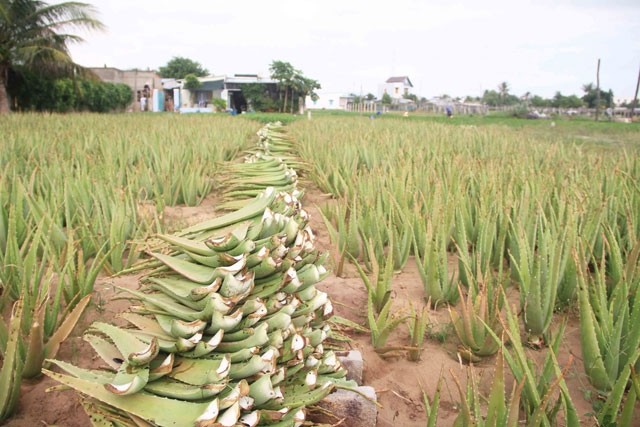 Trong nha dam sieu don gian, lai 