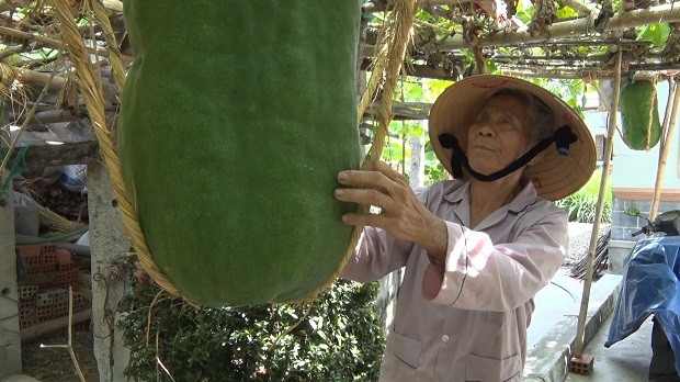 Can canh vuon bi dao khong lo nang 60kg/qua mo cua don khach tham quan