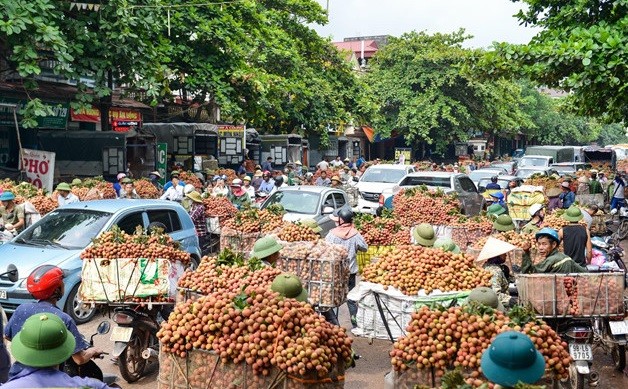 Vai thieu 50.000 dong/kg, nguoi dan un un cho xuong cho