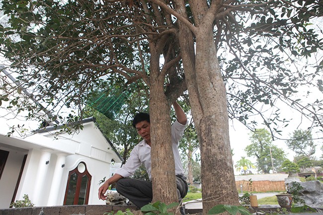 Cay moc huong nay 'khung' co nao ma khach tra 3 ty van chua ban?-Hinh-3