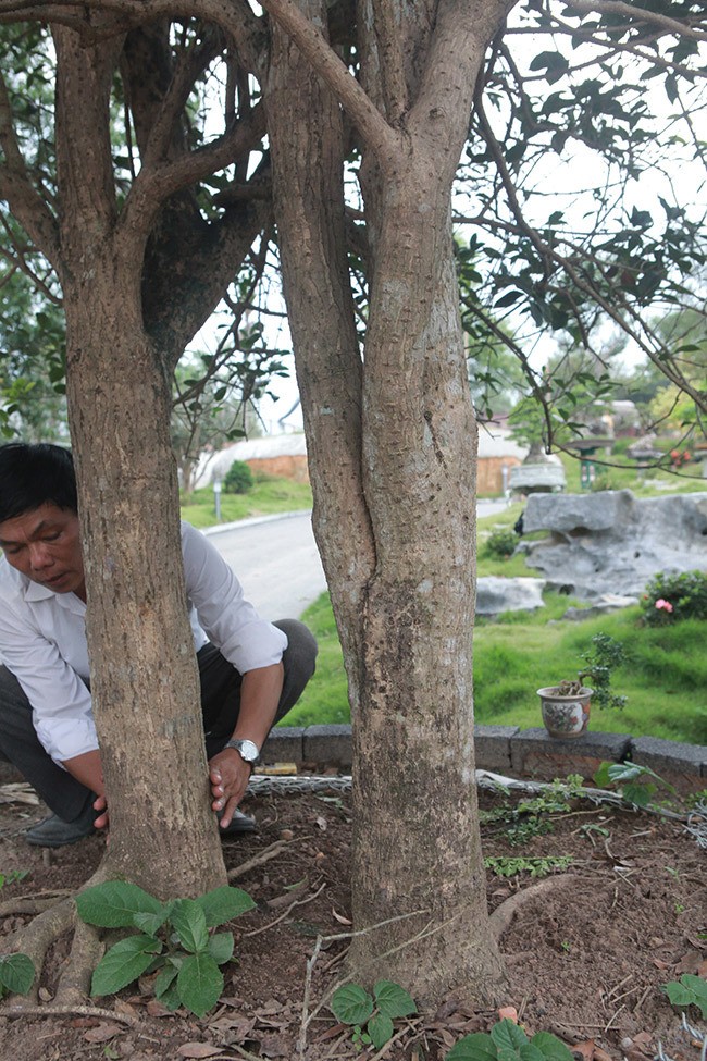 Cay moc huong nay 'khung' co nao ma khach tra 3 ty van chua ban?-Hinh-5