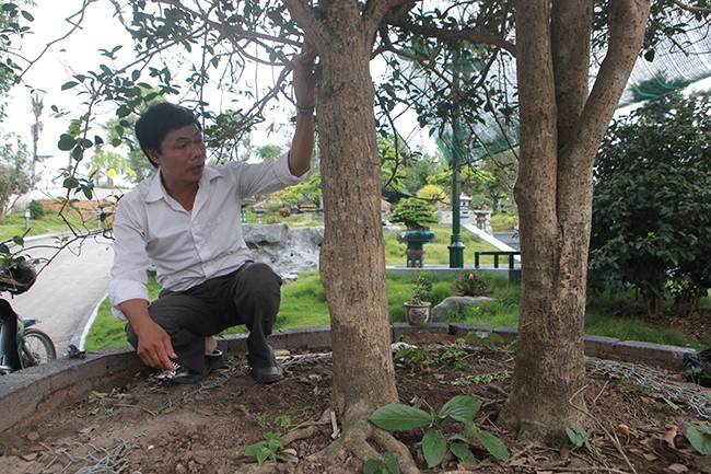 Cay moc huong nay 'khung' co nao ma khach tra 3 ty van chua ban?-Hinh-8