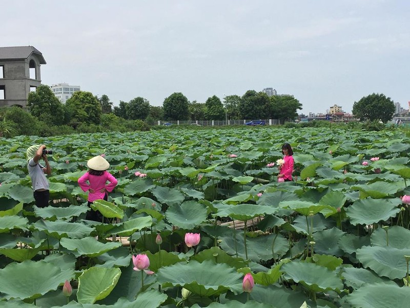 Chup anh hoa sen, pho nhay thu nhap khung “kho luong“-Hinh-2