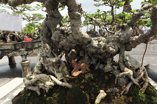 Choang vang chau bonsai be tin hin, gia sieu khung-Hinh-2