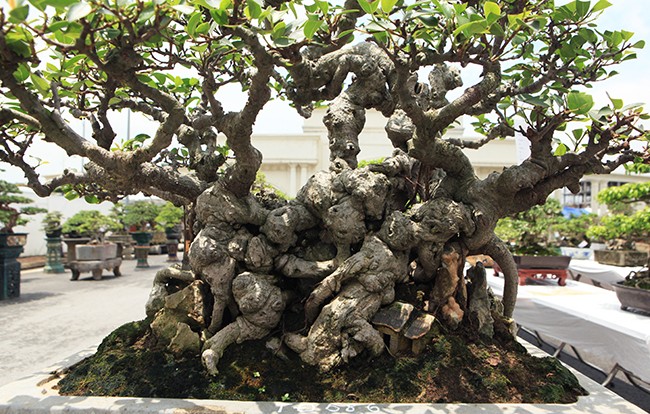 Choang vang chau bonsai be tin hin, gia sieu khung-Hinh-3