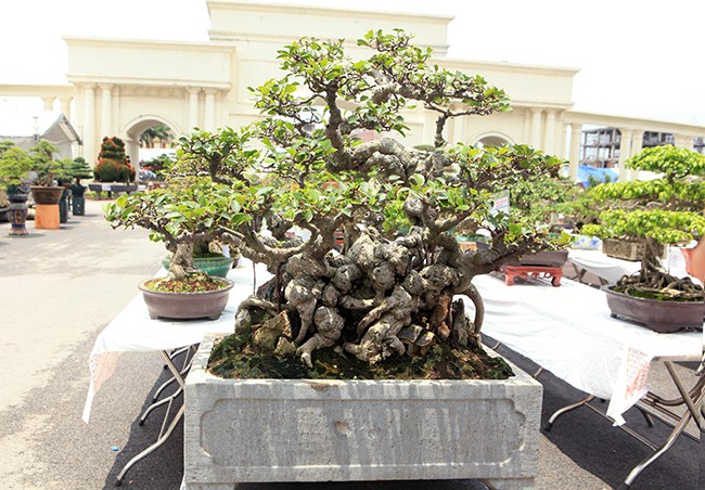 Choang vang chau bonsai be tin hin, gia sieu khung-Hinh-4
