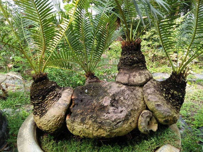 Choang vang chau bonsai be tin hin, gia sieu khung-Hinh-6