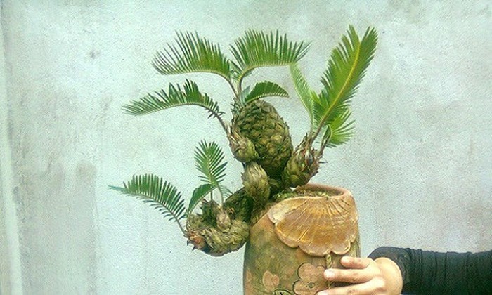 Choang vang chau bonsai be tin hin, gia sieu khung-Hinh-8