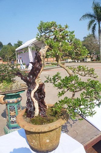 Choang vang chau bonsai be tin hin, gia sieu khung-Hinh-9