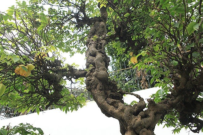Choang vang khe bonsai tien ty uon luon hon ca duong cong Ngoc Trinh-Hinh-10