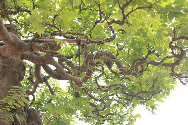 Choang vang khe bonsai tien ty uon luon hon ca duong cong Ngoc Trinh-Hinh-3