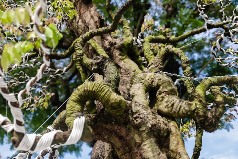 Choang vang khe bonsai tien ty uon luon hon ca duong cong Ngoc Trinh-Hinh-7