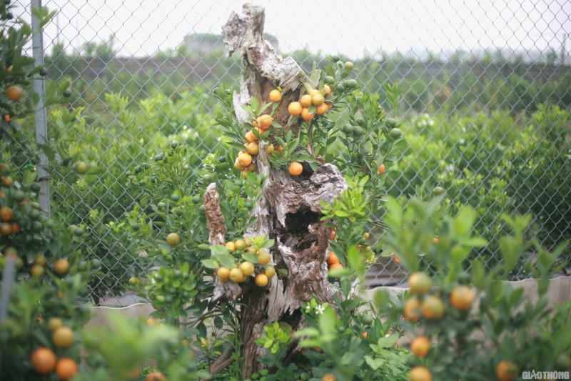 Bonsai chuot vang cong quat, quat Phuc Loc Tho... gay sot Tet 2020-Hinh-8