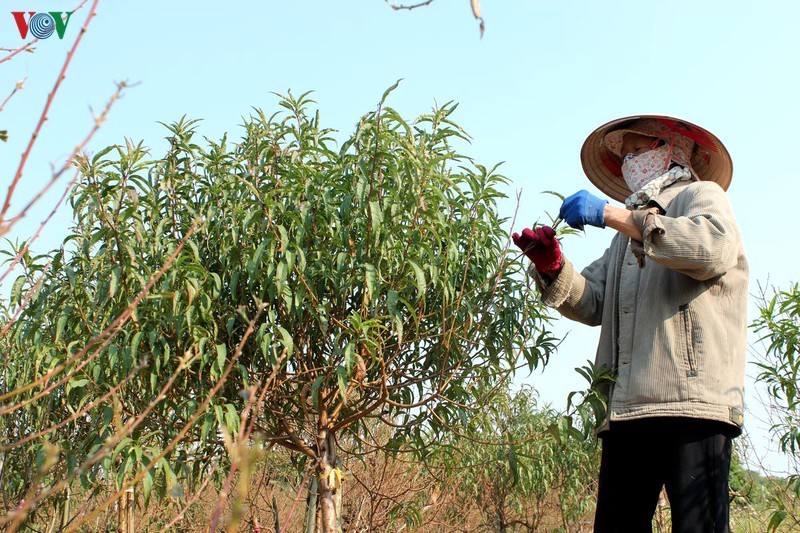 Lang trong dao khap ca nuoc hoi ha, tat bat vao vu Tet-Hinh-11